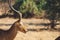 Antelope portrait from samburu