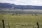 Antelope on Ranch in Wyoming