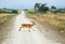 Antelope reedbuck crossing african road