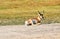 Antelope Resting on the ground