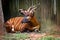 Antelope resting at the zoo