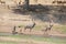 Antelope at ruaha national park day time.