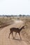 Antelope at Ruaha national park ,Tanzania east Africa.