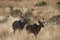 Antelope at Ruaha national park ,Tanzania east Africa.