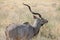 Antelope at Ruaha national park ,Tanzania east Africa.