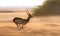 Antelope running at high speed. Very dynamic shot. Botswana. Okavango Delta.