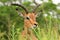 Antelope in safari park in South Africa