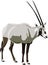 Antelope Series Arabian oryx