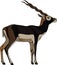 Antelope Series Blackbuck