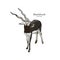 Antelope Series Blackbuck - Vector
