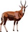 Antelope Series BLESBUCK