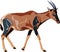 Antelope Series South Africa\'s oryx