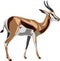 Antelope Series Springbok