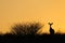 Antelope silhouette