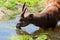 Antelope Sitatunga eats water algae