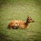 Antelope sitatunga on grass