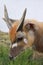 Antelope Sitatunga Marshbuck Africa Wildlife