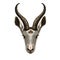 Antelope springbok.Wild animal. Isolated antelope head on white background.Realistic drawing, illustration of the African savannah