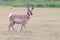 Antelope standing in field