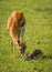 Antelope Thompson and her newborn baby in Masai Mara, Kenya