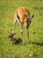 Antelope Thompson and her newborn baby in Masai Mara, Kenya