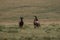 Antelope topis captured in a field in Kenya