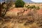 Antelope in Tsavo East