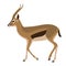 Antelope vector illustration profile side flat