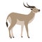 Antelope, vector illustration , profile view, flat