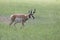 Antelope walking in a field