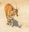 Antelope walking on light ground with shadow