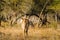 Antelope waterbuck ellipsiprymnus kobus, kruger park, South africa