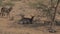 Antelope Waterbuck Kobus Ellipsiprymnus Resting Under The Shade Of The Bushes