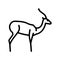 antelope wild animal line icon vector illustration