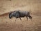 Antelope wildebees on safari in Tarangiri-Ngorongoro