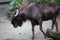 Antelope wildebeest with horns, Singapore