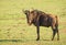 Antelope wildebeest in Masai Mara in Kenya