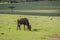 Antelope wildebeest in Masai Mara in Kenya