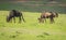 Antelope wildebeest in Masai Mara in Kenya