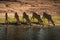 Antelopes in Chobe Park, Botswana