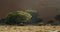 Antelopes are eating grass near the trees, dune on the background, Namib desert