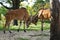 Antelopes fight at Miami zoo