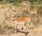 Antelopes grazing in the wild