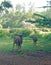 Antelopes grazing in the wilderness