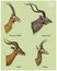 Antelopes greater kudu, gazelle thompsons, dibatag and impala vector hand drawn illustration, engraved wild animals with