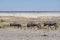 Antelopes herd in Etosha