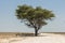 Antelopes hiding in shade of big tree in Etosha Park