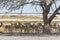 Antelopes hiding in shade of big tree in Etosha Park