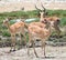 Antelopes impala