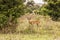 Antelopes at Mikumi National Park in Tanzania.